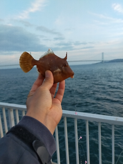 サバ、タチウオ