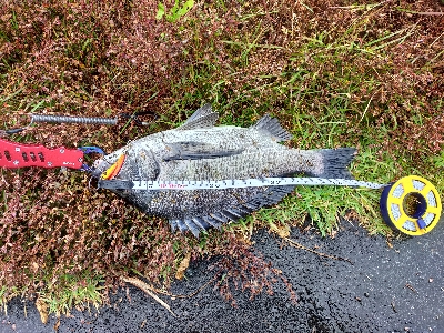 チヌでした。