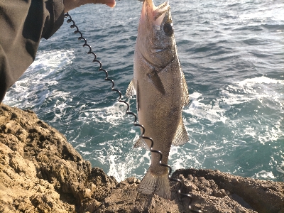やっと釣れた。