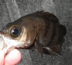 岩屋旧波止で半夜で四目～