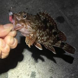 アジングのはずがぁ・・・