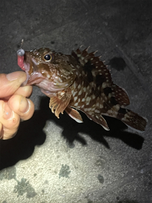 アジングのはずがぁ・・・