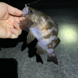 明石でメバリング