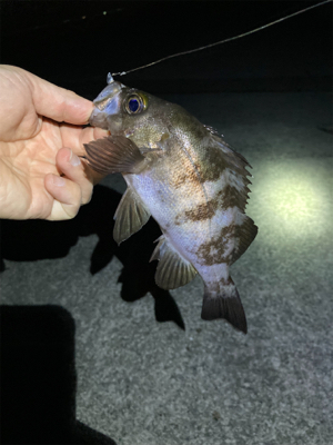 明石でメバリング