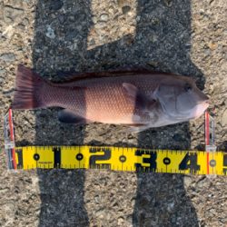 ヘチ釣りコブダイ