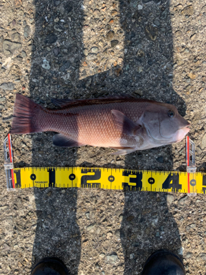 ヘチ釣りコブダイ