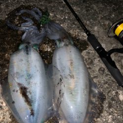 イカの引きは本間に最高‼︎