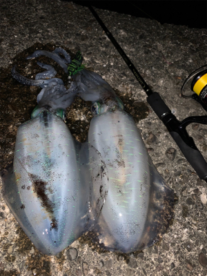 イカの引きは本間に最高‼︎