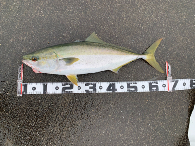 今日も、やったりました！