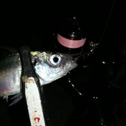 豆アジング@南港