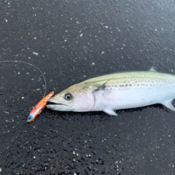 雨の中粘りに粘ってサゴシフィーバー！