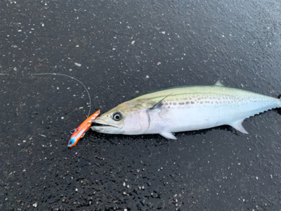 雨の中粘りに粘ってサゴシフィーバー！