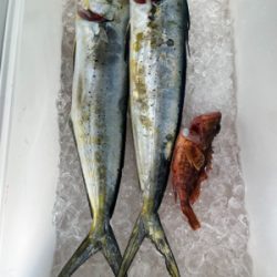 糸島ボートフィッシング