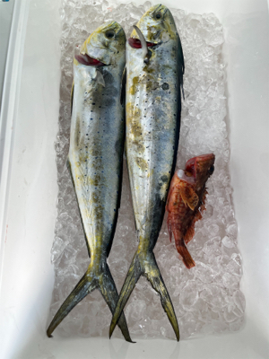 糸島ボートフィッシング