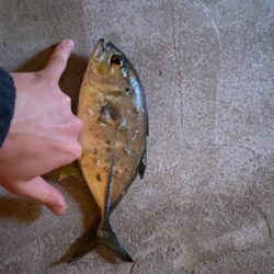 青物を求めて長島へ。