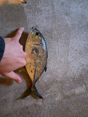 青物を求めて長島へ。