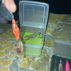 ヒイカ釣り3(^.^)