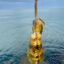 朝マズメエギング