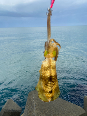 朝マズメエギング