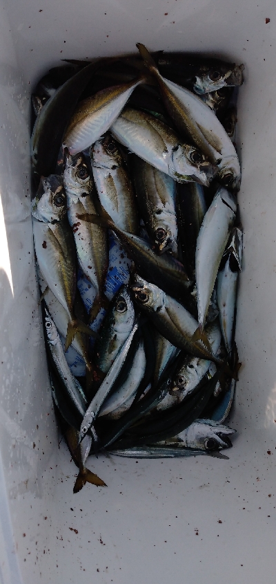 撃沈のショアジギング