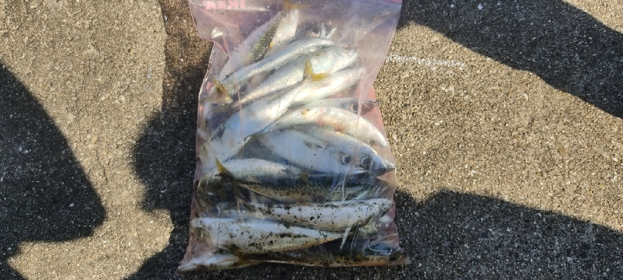 大潮なのに・・・