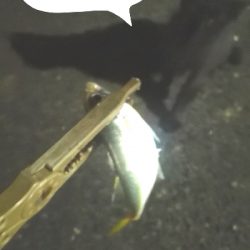 アジング練習 327