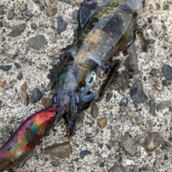アオリイカ、キャッチアンドリリース