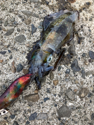 アオリイカ、キャッチアンドリリース