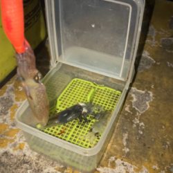 ヒイカ釣り4(^｡^)