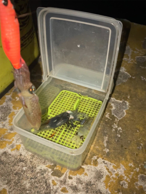 ヒイカ釣り4(^｡^)