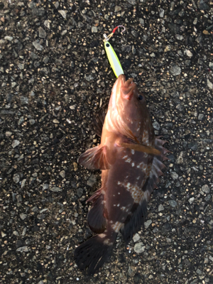 沖堤防にて久々アコウ