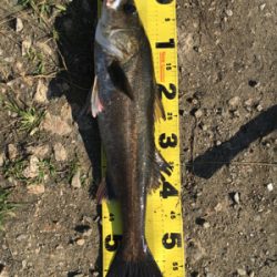 のんびりズボ釣り