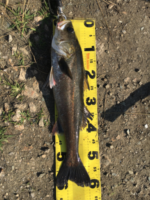 のんびりズボ釣り