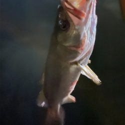 リバーシーバス