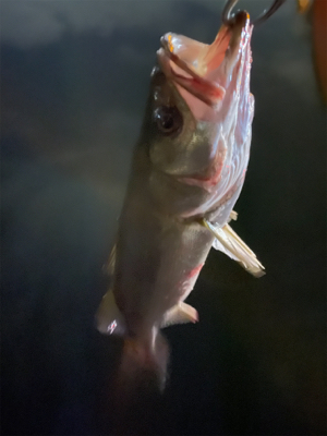 リバーシーバス