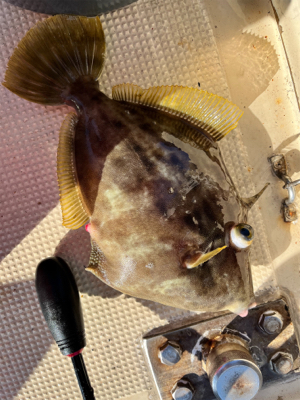 イカとハゲのリレー釣り