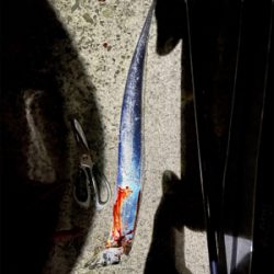 1匹だけ。下手っぴーすみません