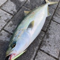 高速ジャーク。ハマチ50cm。。。