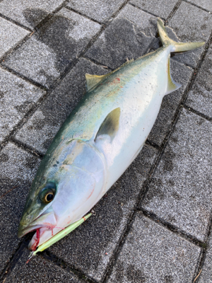 高速ジャーク。ハマチ50cm。。。