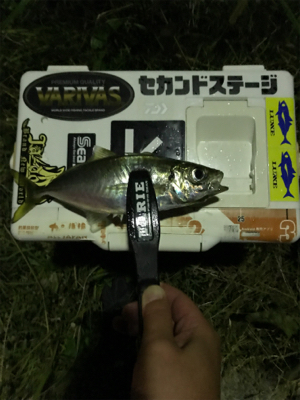 アジをもとめて