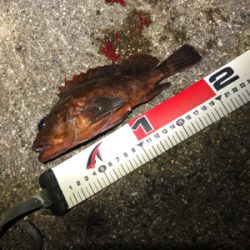 アジと青物きびしい