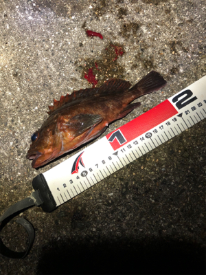 アジと青物きびしい