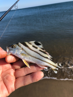 サーフアンド漁港　第二弾