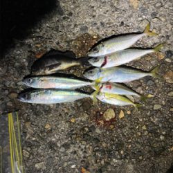 久々のアジング