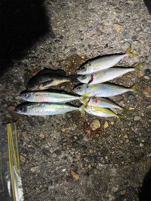 久々のアジング