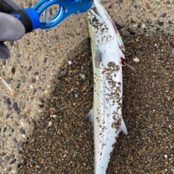 サーフジギング