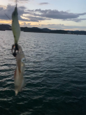 ヒイカ調査5(^.^)