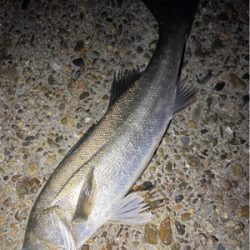 リバーシーバス