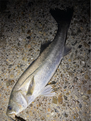 リバーシーバス