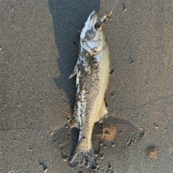 回遊シーバスを狙って